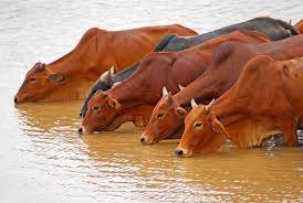 IMPLEMENTATION OF INNOVATIVE DROUGHT MANAGEMENT STRATEGIES