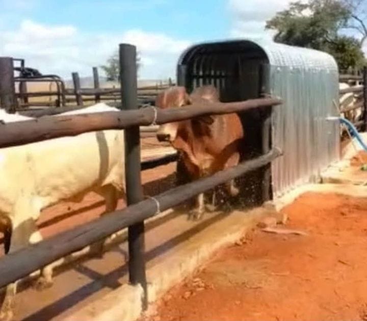 Farmer Advisory: Protect Your Herd from January Disease (2026 Rainy Season)