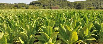 The Tobacco Farmer's Guide to Bigger Leaves, Better Cure, and Higher Prices